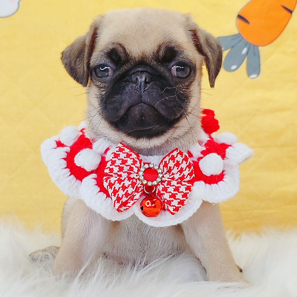 Pug 巴哥