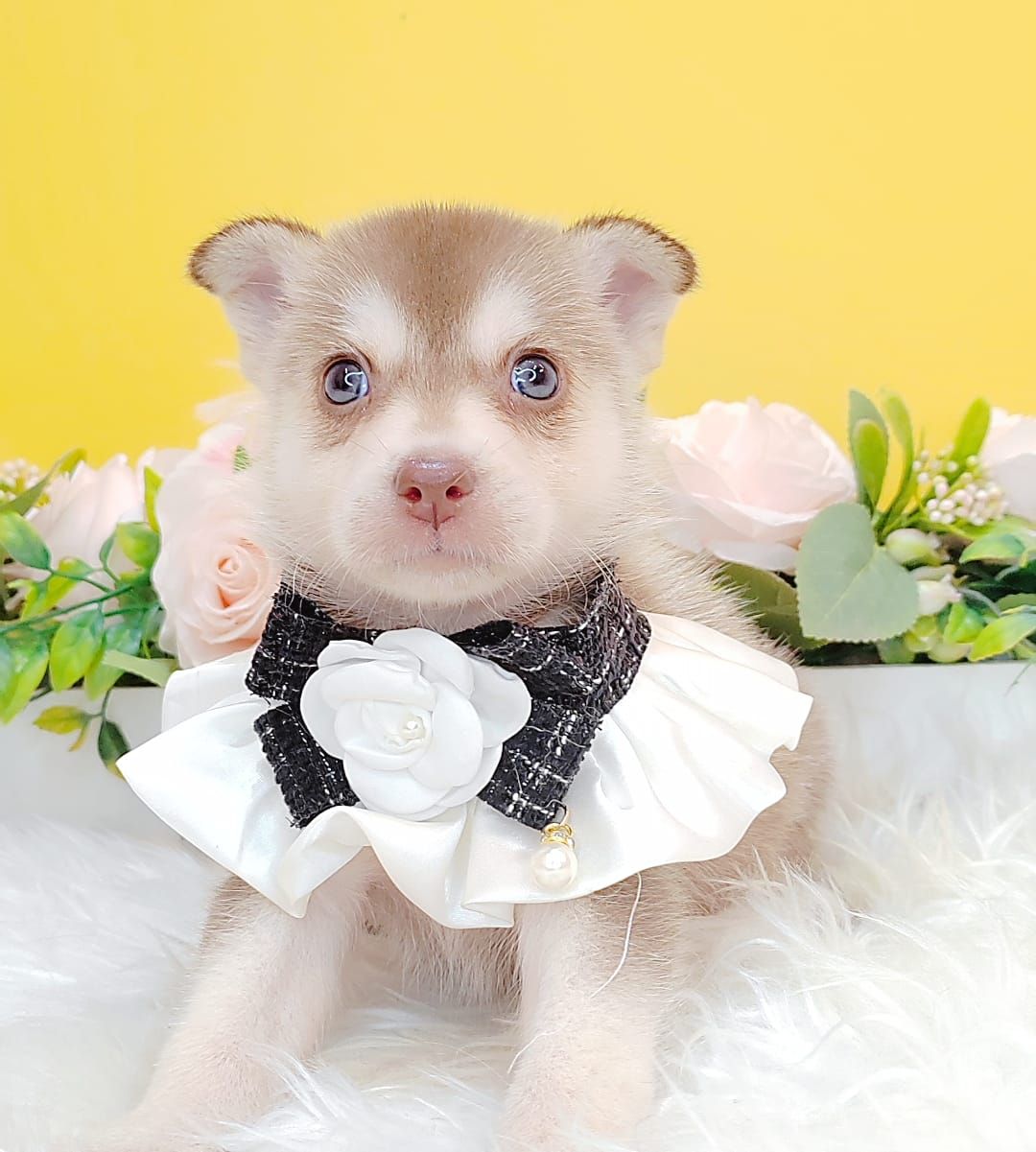 Pomsky 博士奇