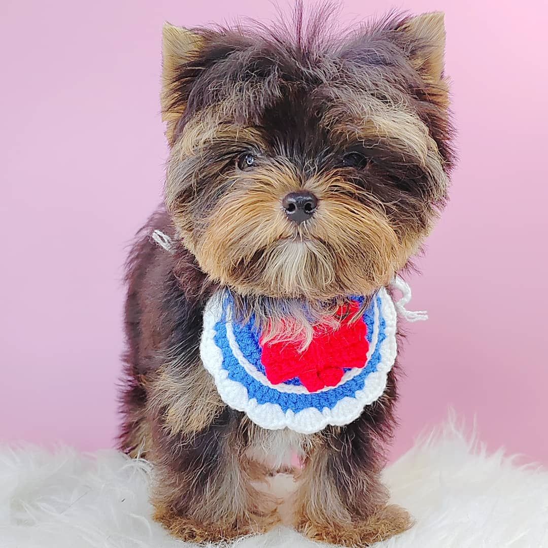 Yorkshire Terrier 约克夏