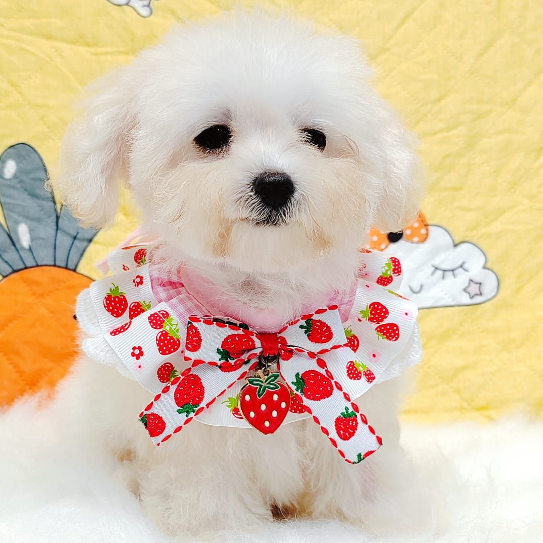 Bichonpoo 泰迪熊