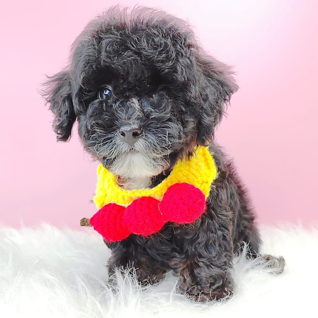 Poodle 娉拌开璐靛