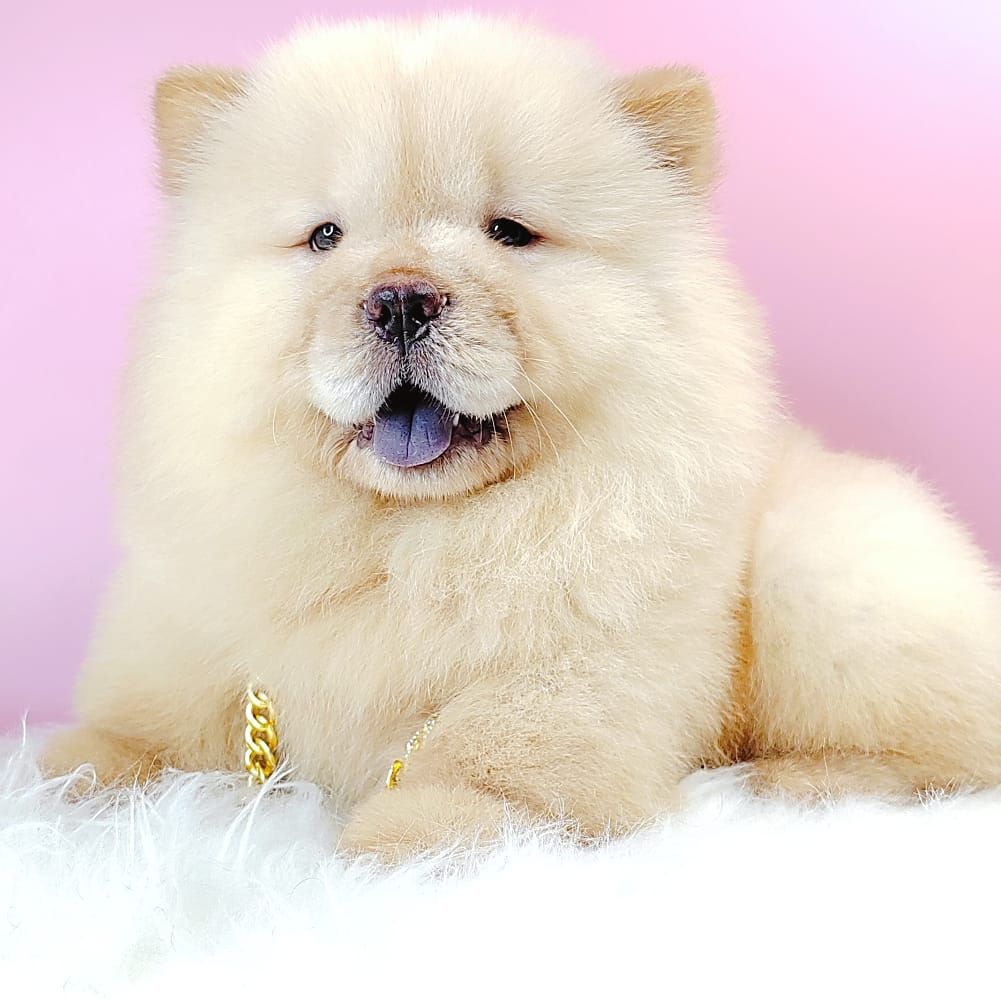 Chow Chow 松狮犬