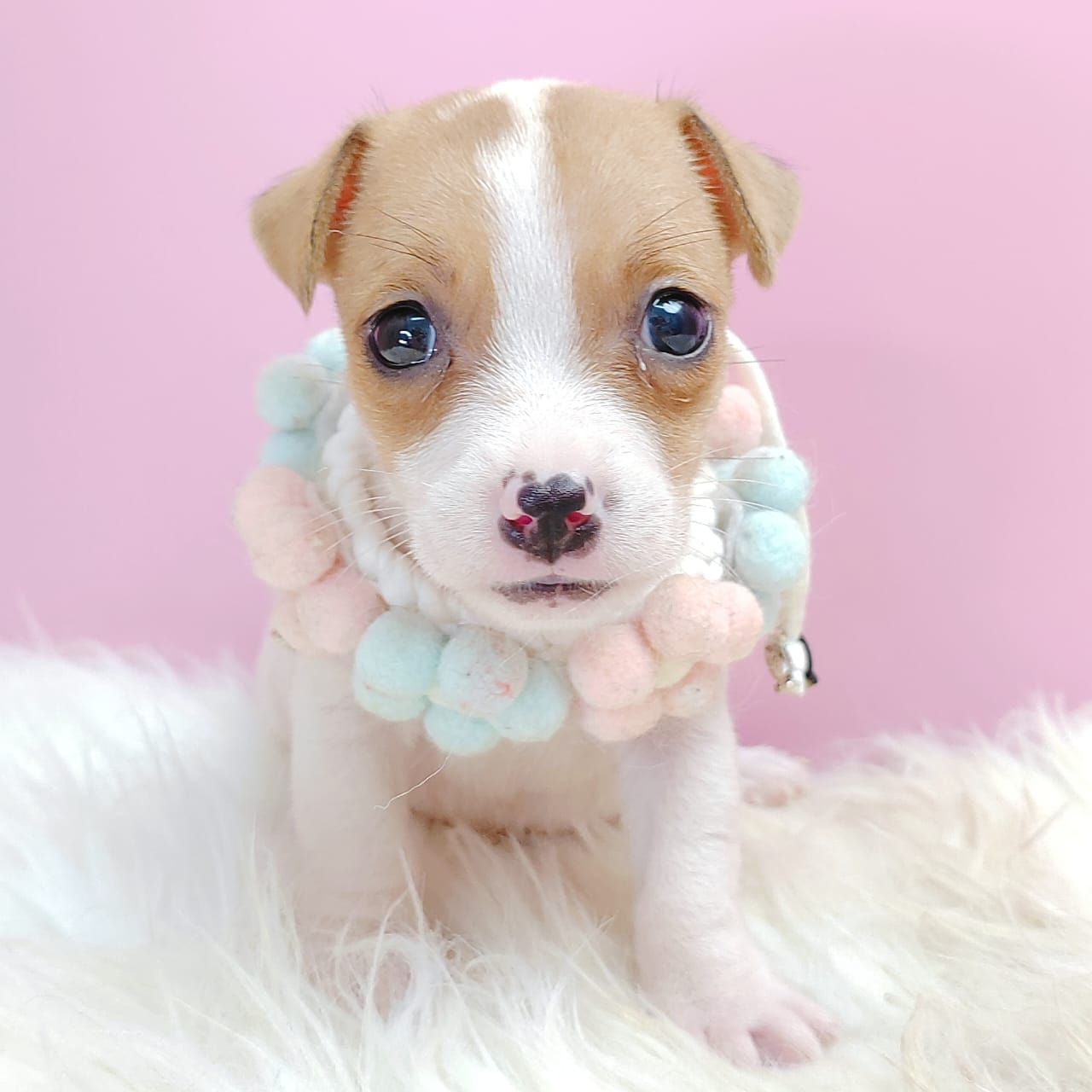 Jack Russell Terrier 杰克罗素梗