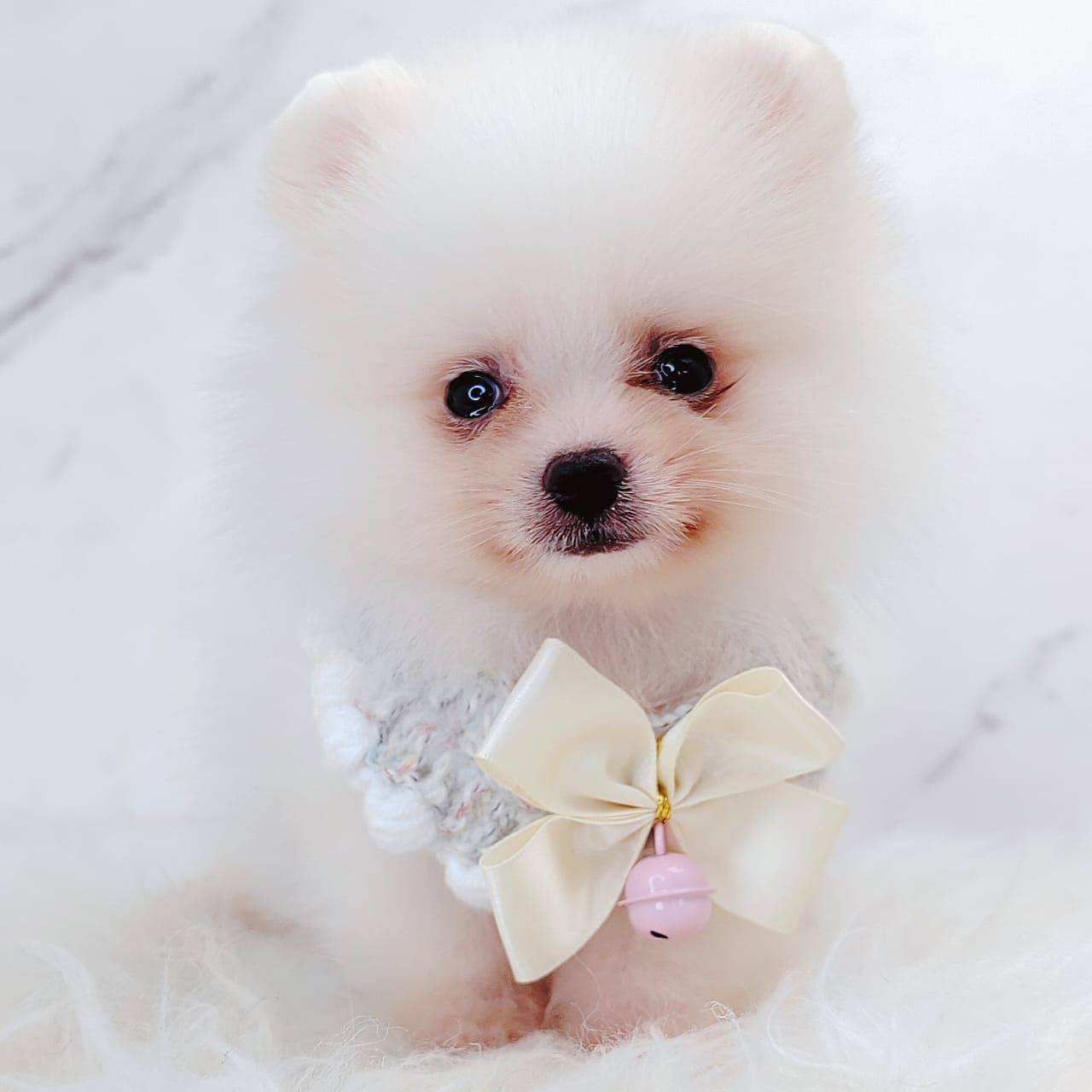 Pomeranian 博美