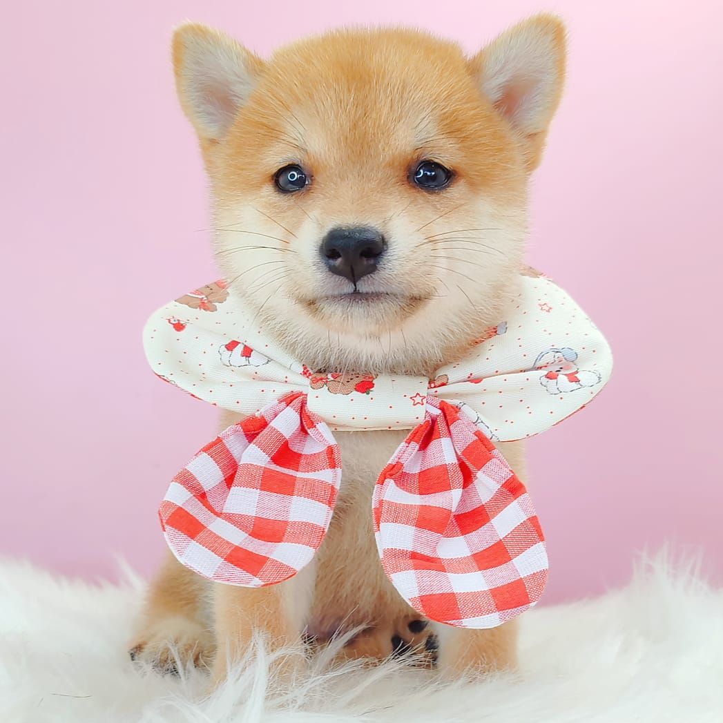 MameShiba Inu 豆柴柴犬