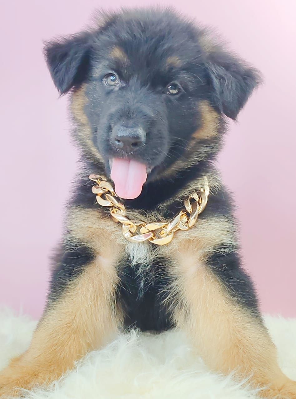 German Shepherd 德国牧羊犬