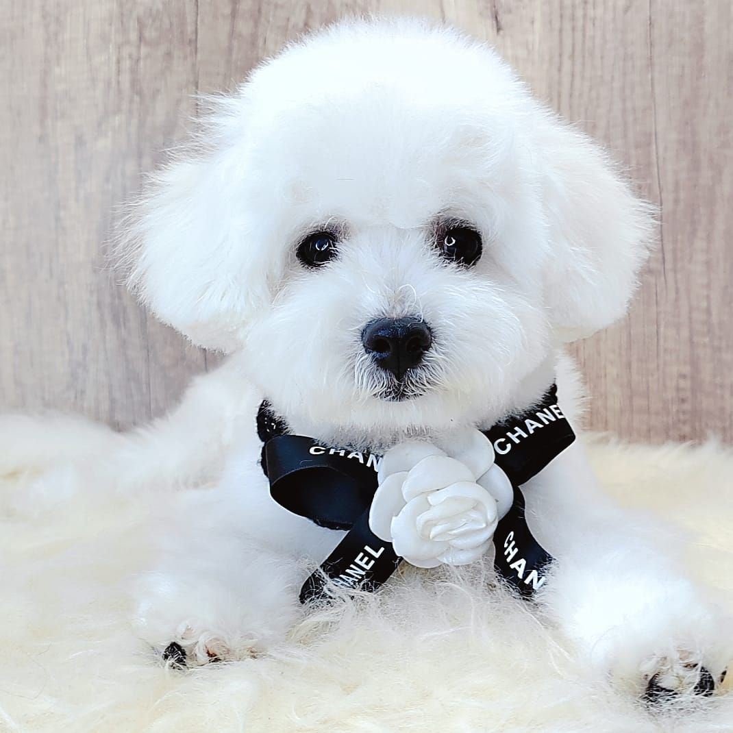 Bichon Frise 比熊