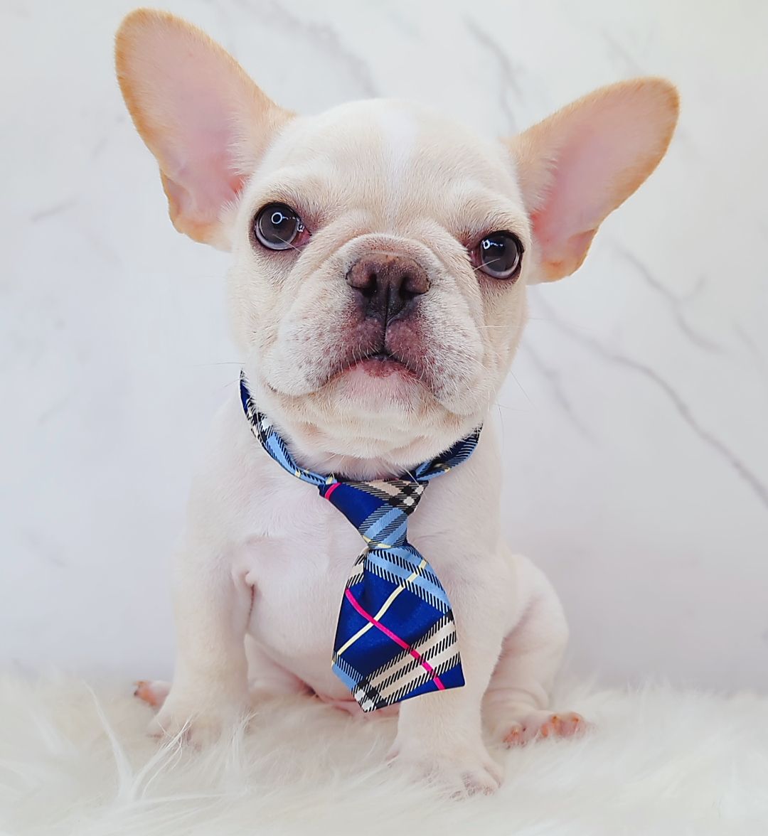 French Bulldog 法斗