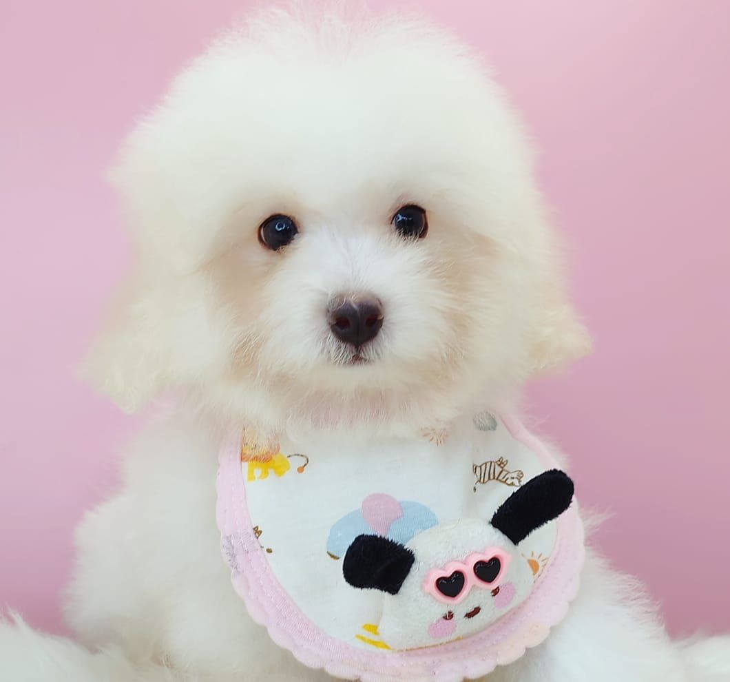 Bichon Frise 比熊