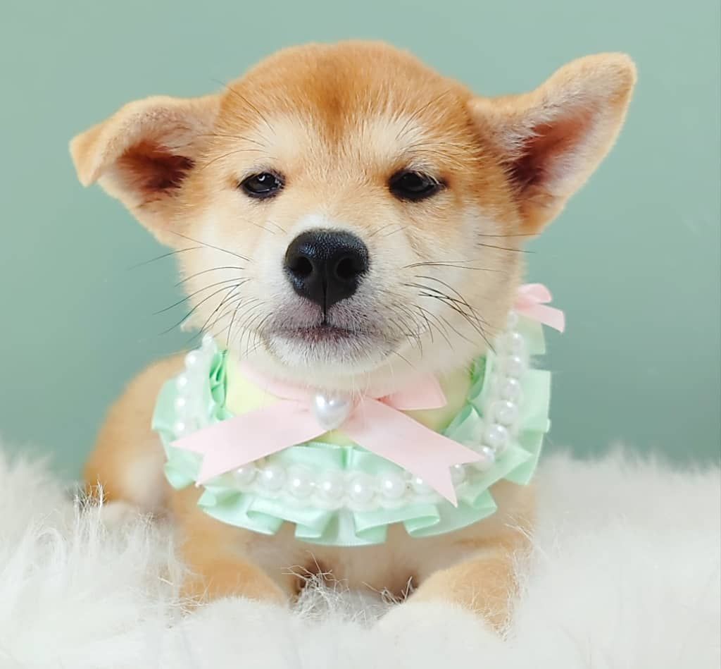 Shiba Inu 柴犬