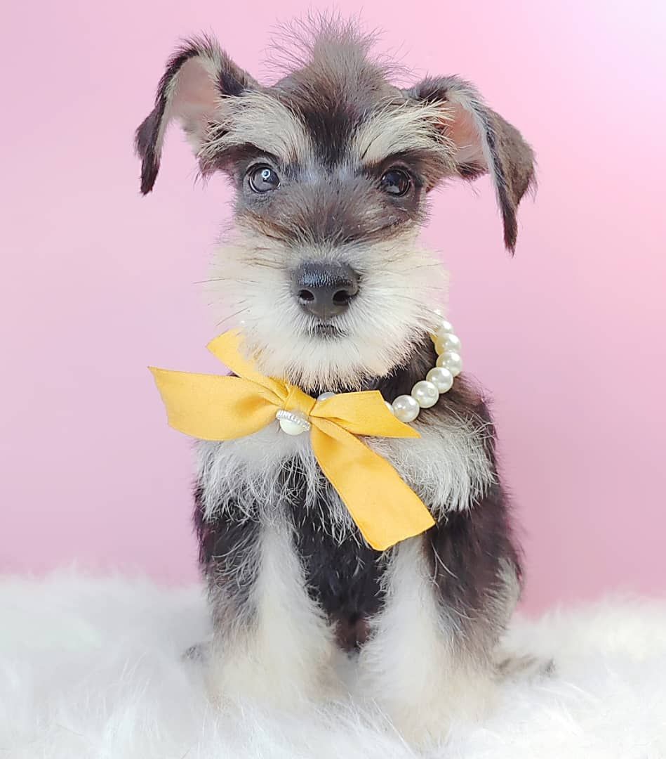 Schnauzer 雪纳瑞