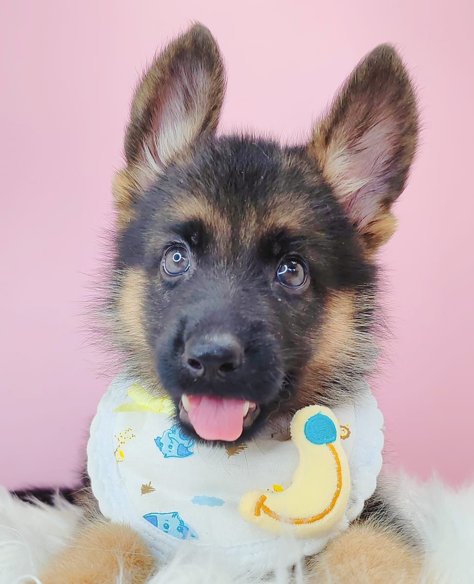 German Shepherd 德国牧羊犬