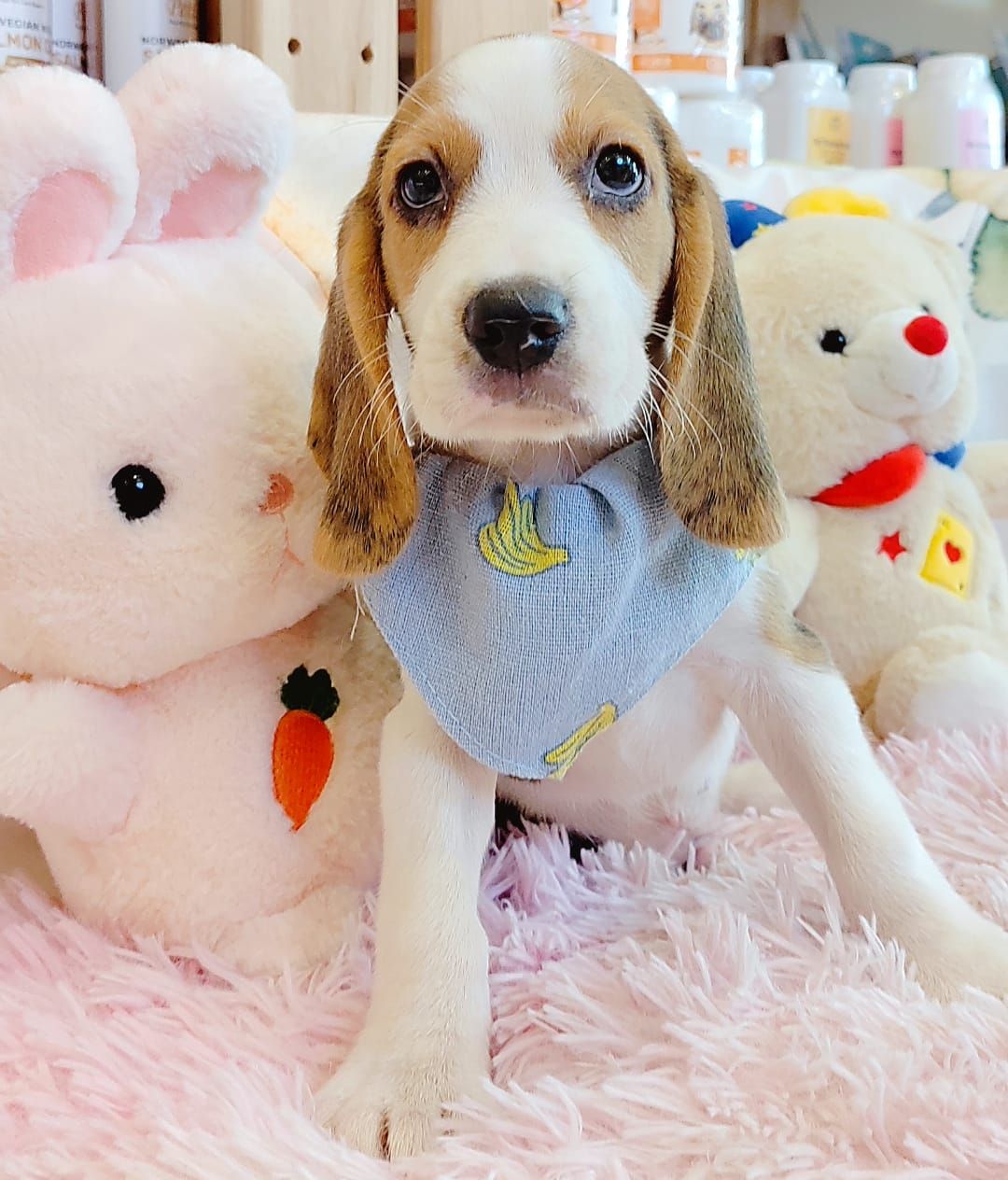 Beagle 米格鲁