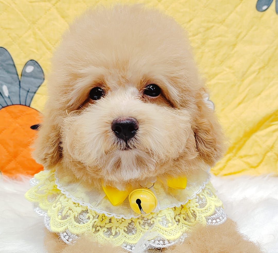 Poodle 娉拌开璐靛