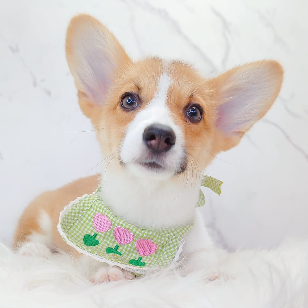Corgi 柯基