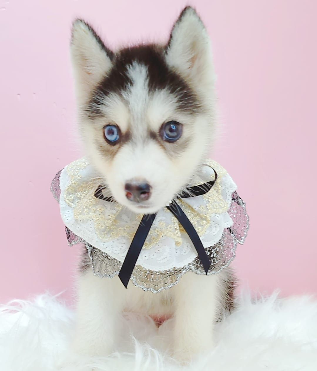 Pomsky 博士奇