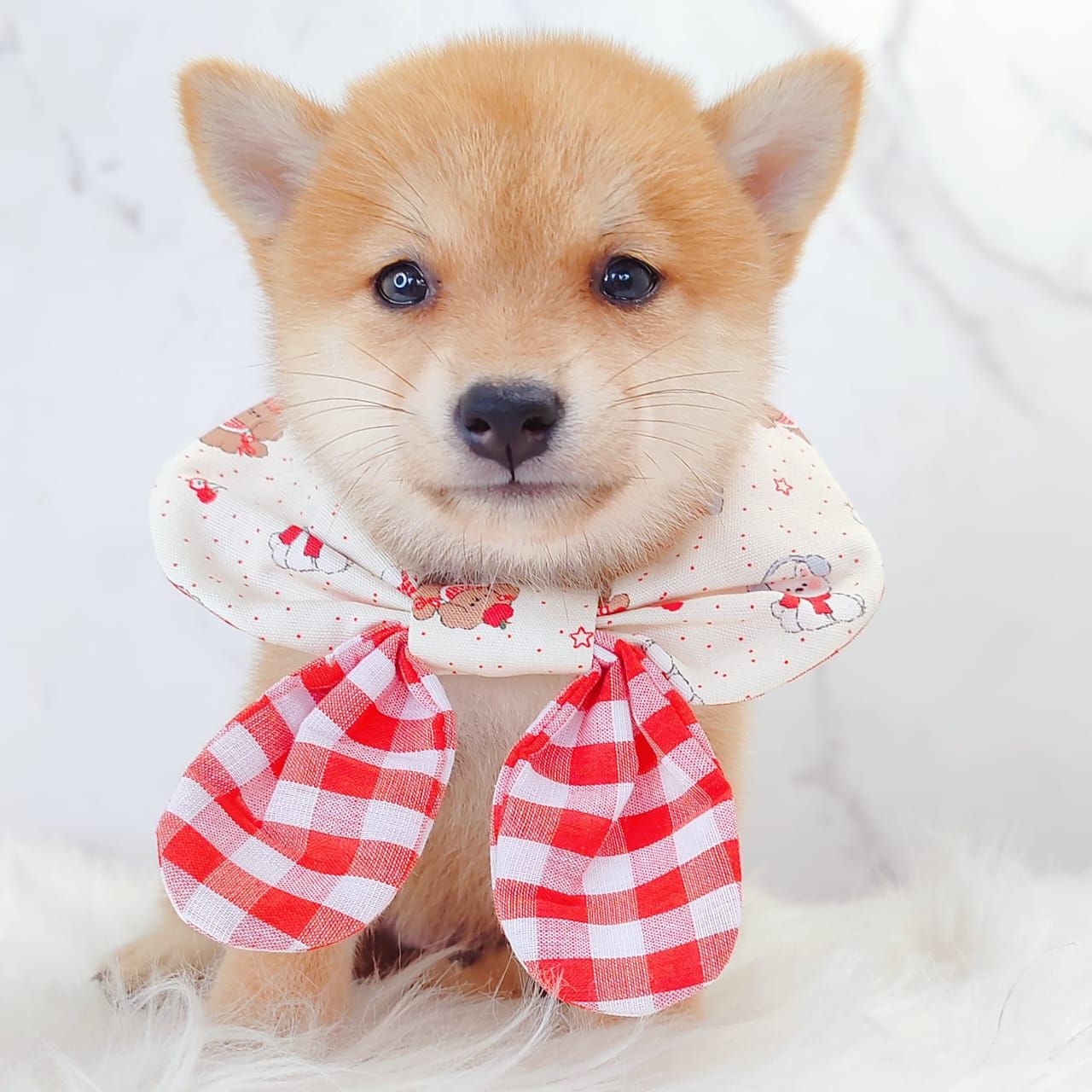 MameShiba Inu 豆柴柴犬