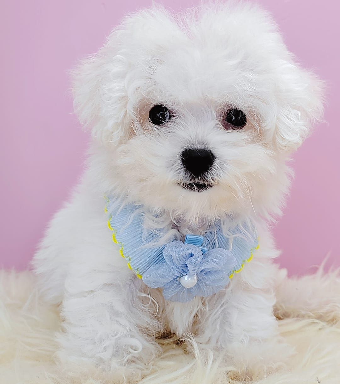  Bichon Frise 比熊