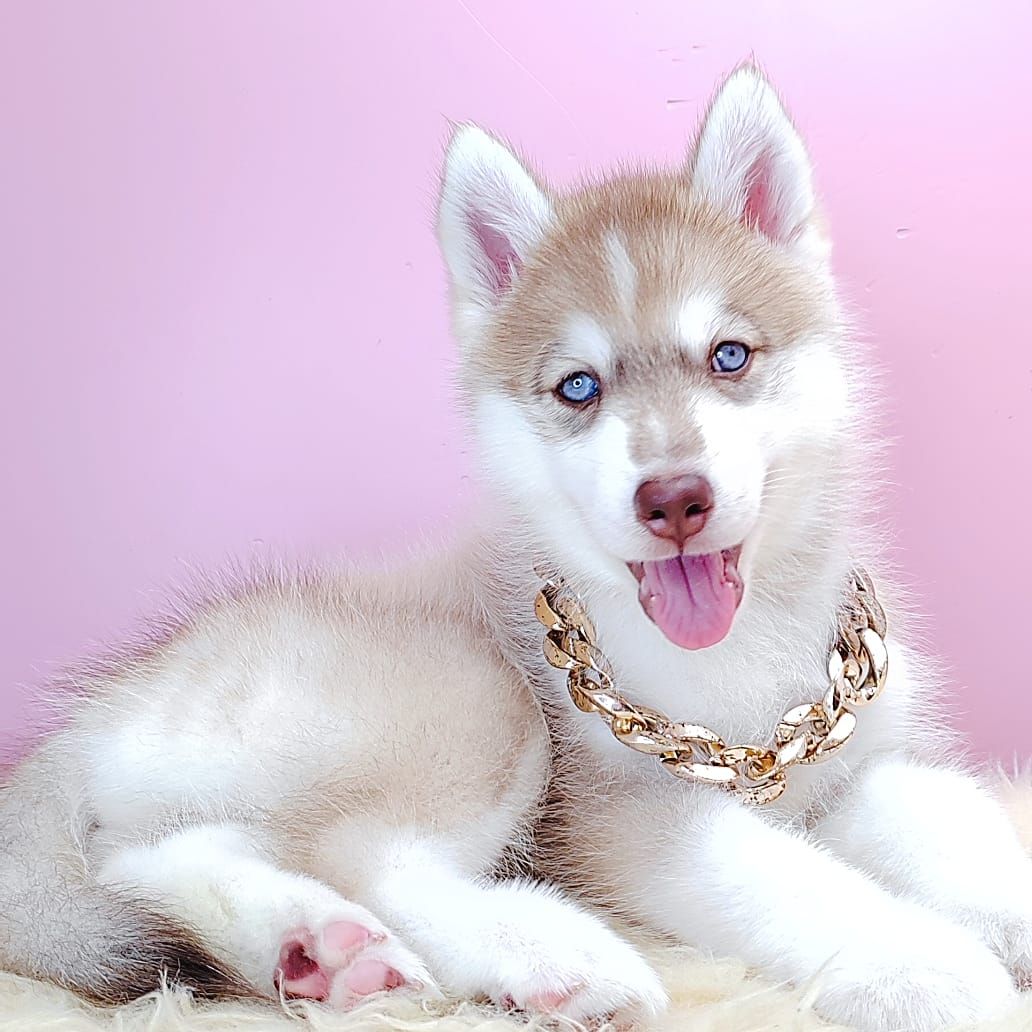 Alaskan Husky 阿拉斯加哈士奇