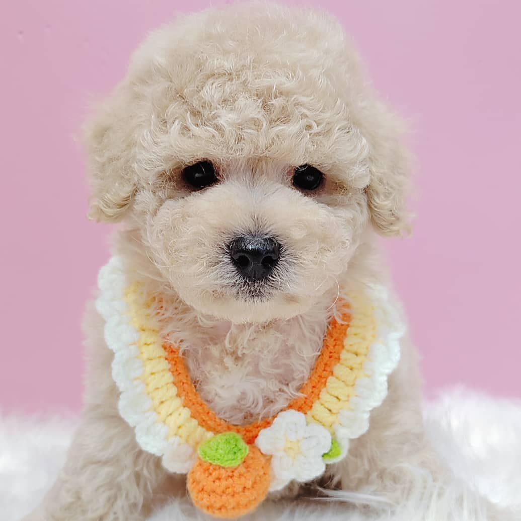 Maltipoo 马尔泰迪