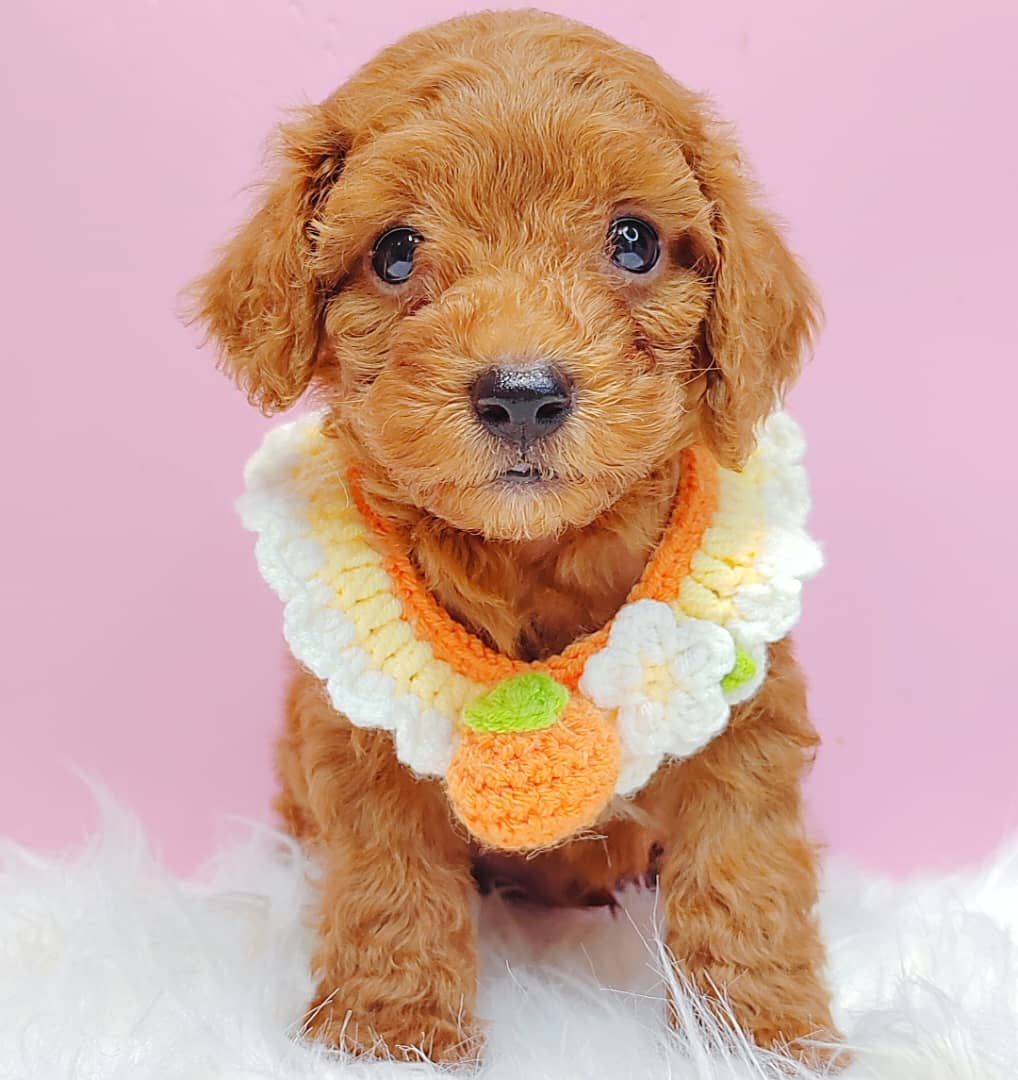 Poodle 娉拌开璐靛