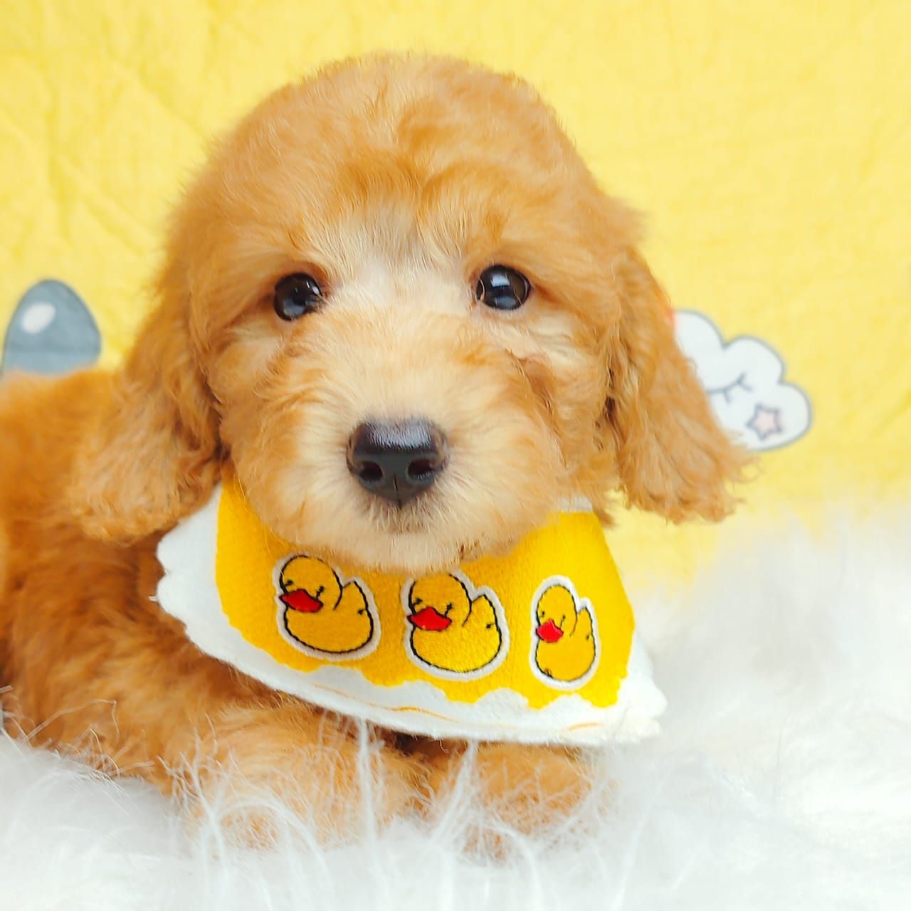 Poodle 娉拌开璐靛