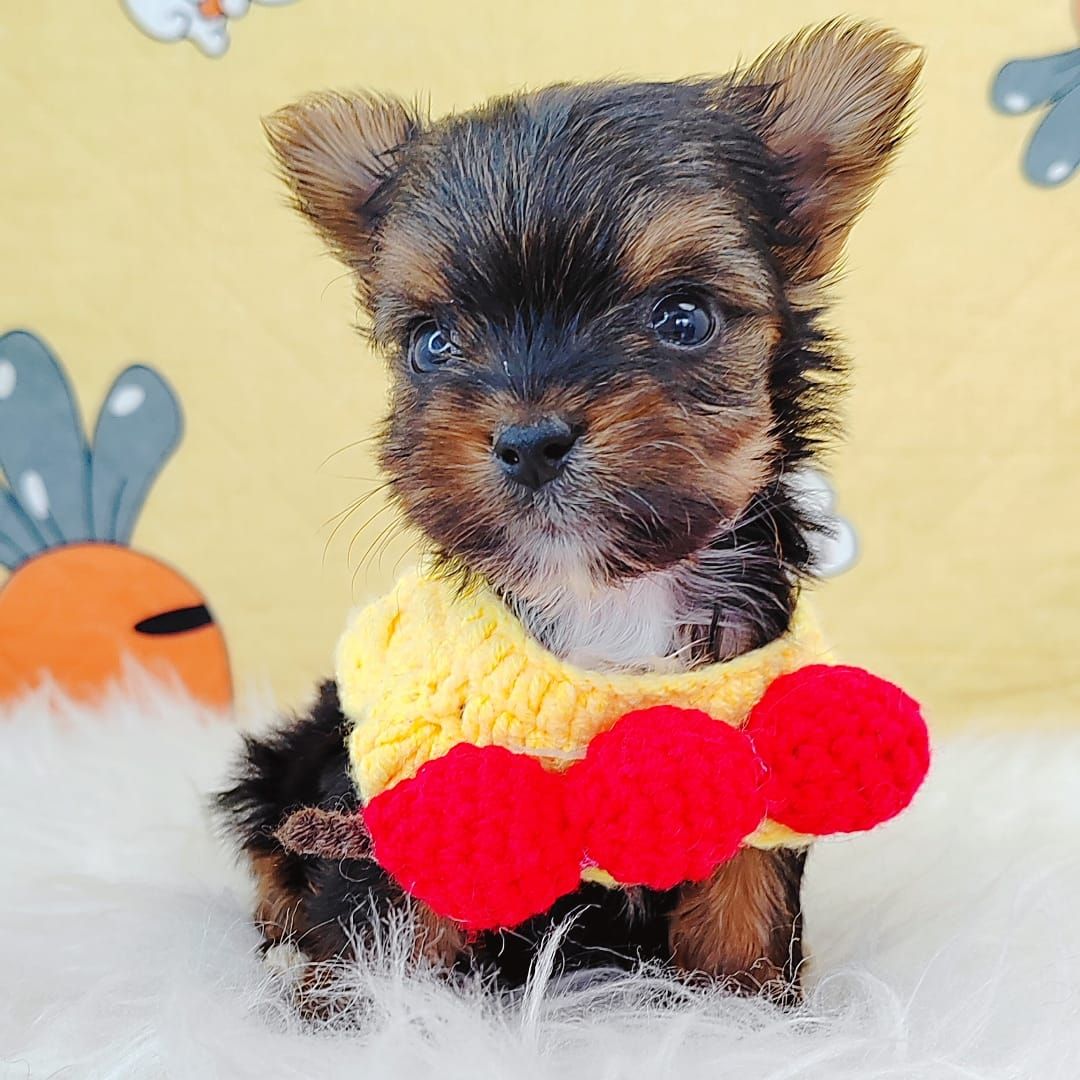 Yorkshire Terrier 约克夏