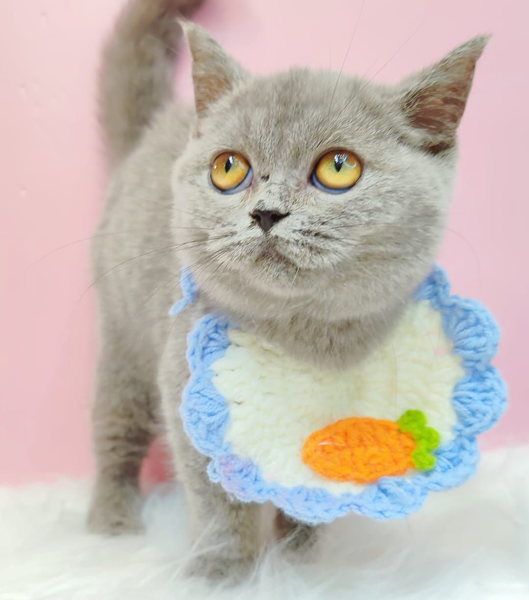 British Short Hair ( BSH ) 英短猫咪