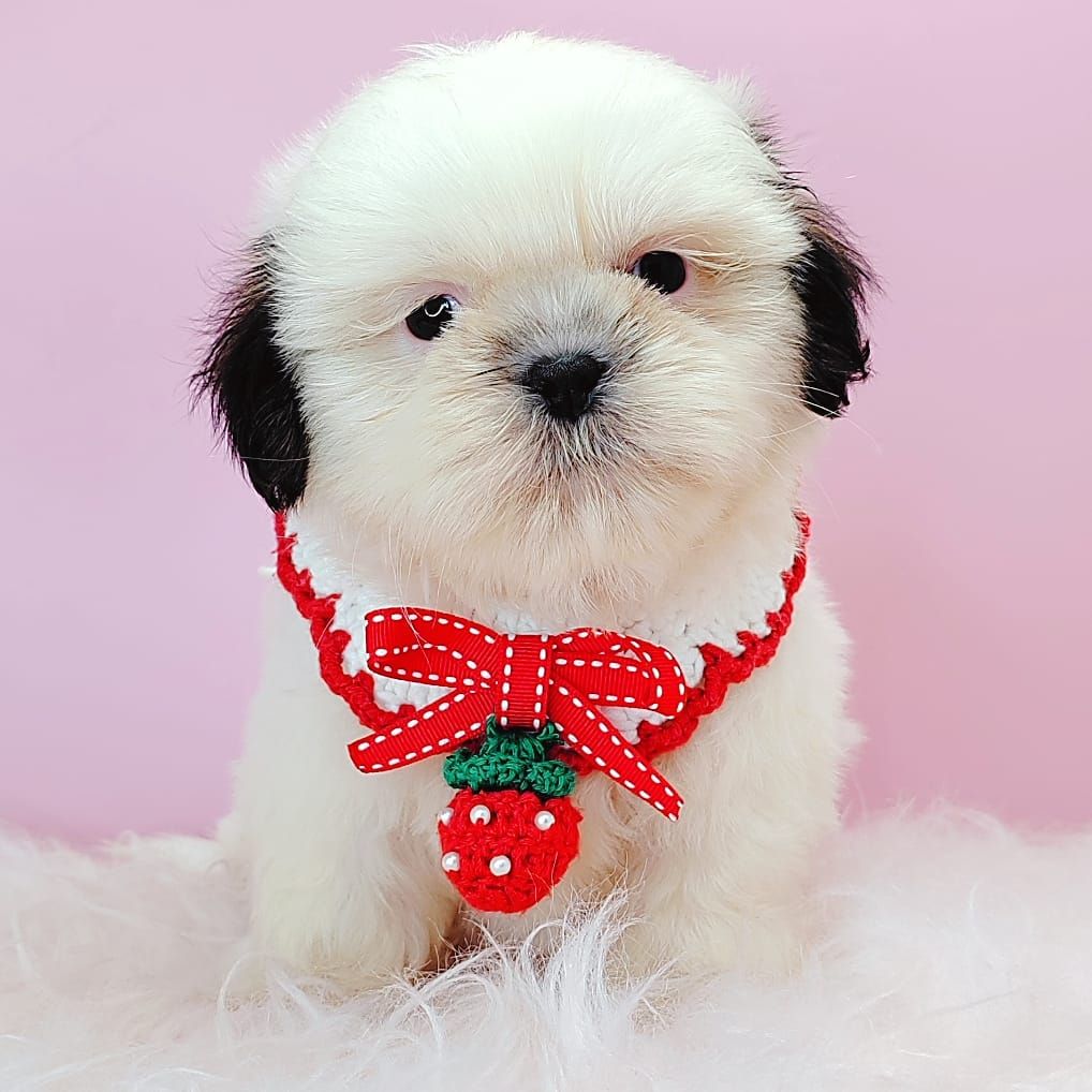 Shih Tzu 西施