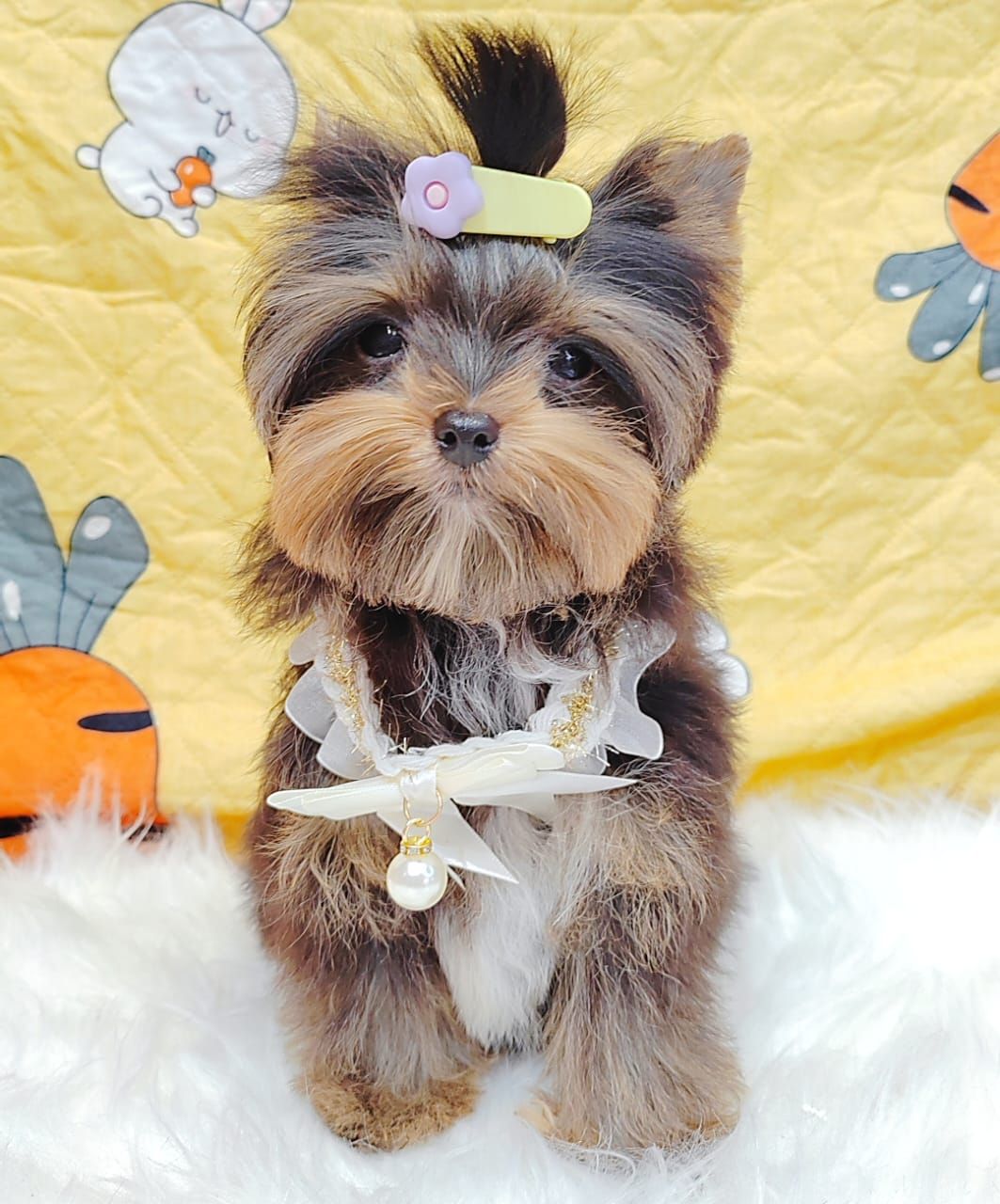 Yorkshire Terrier 约克夏