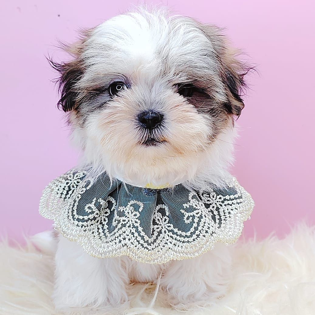Shih Tzu 西施