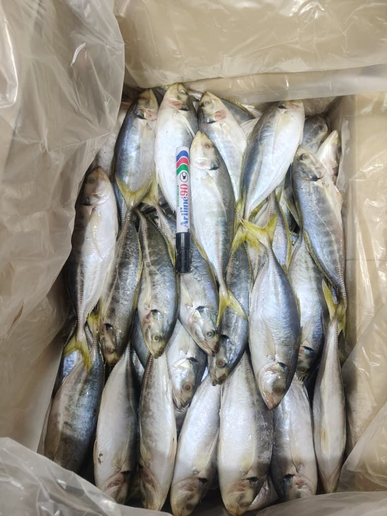 Frozen Yellowstripe Scad (Ikan Selar Kuning) Supplier Malaysia | Cheong Vege