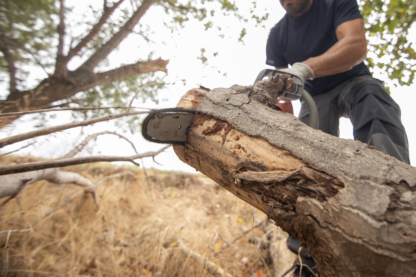 Tree Cutting & Tree Felling Service