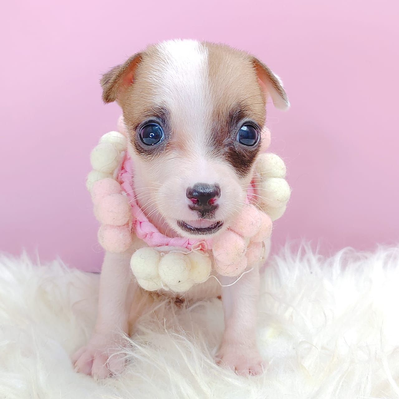 Jack Russell Terrier 杰克罗素梗