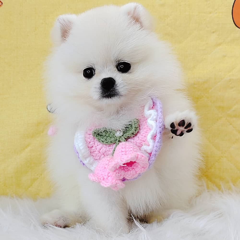 Pomeranian 博美