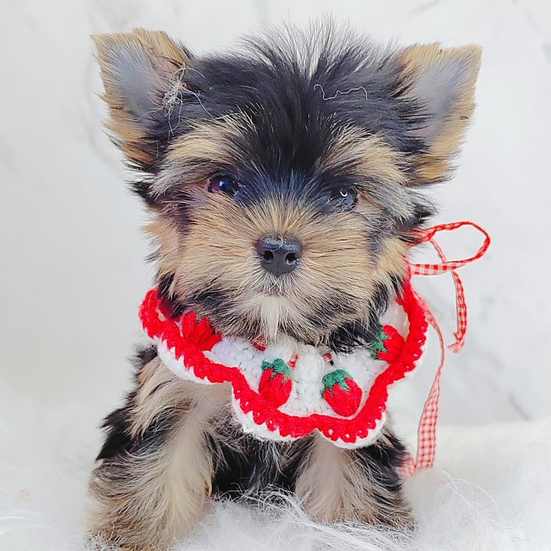 Yorkshire Terrier 约克夏
