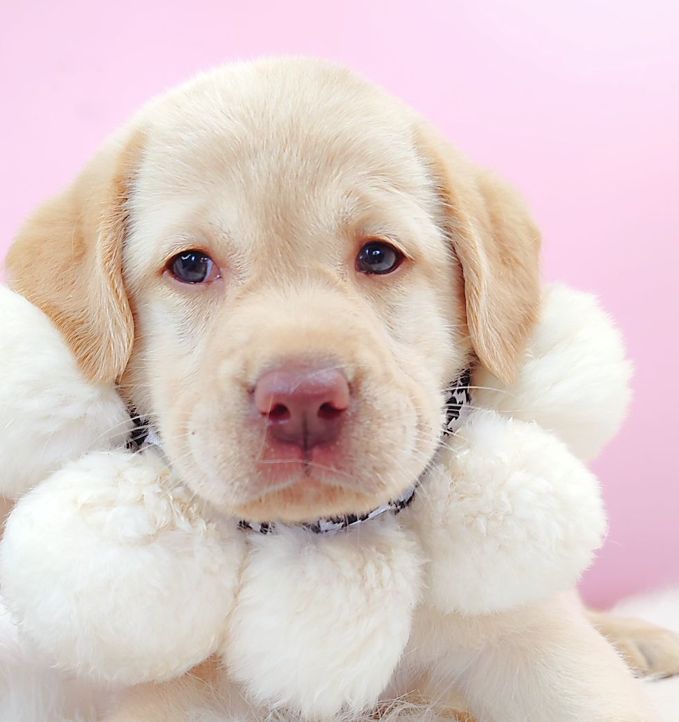 Labrador Retriever 拉布拉多