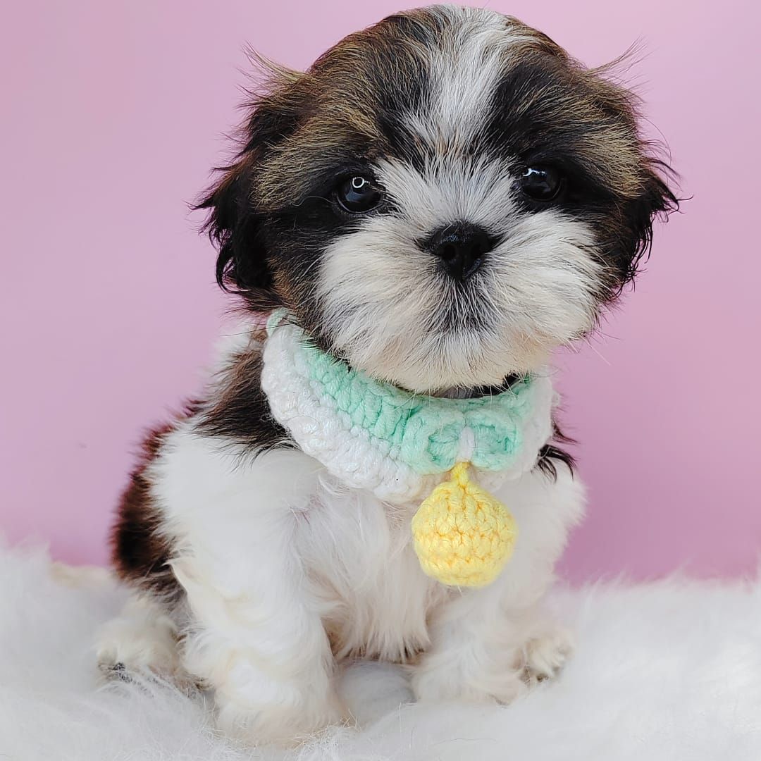 Shih Tzu 西施