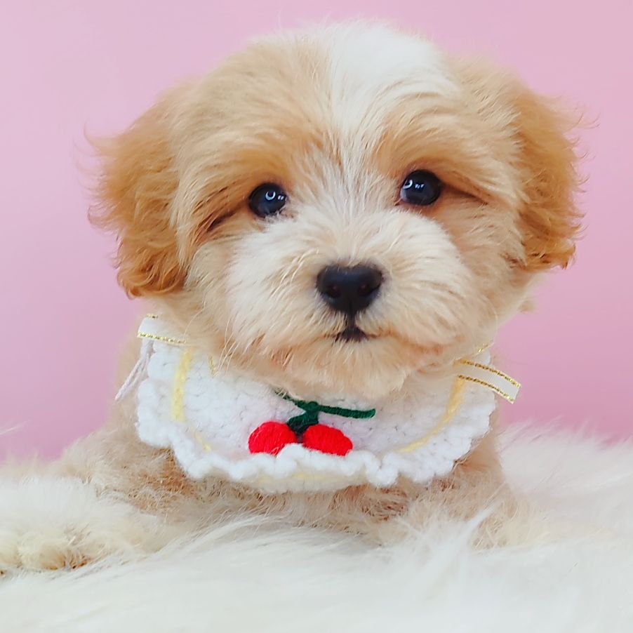Maltipoo 马尔泰迪