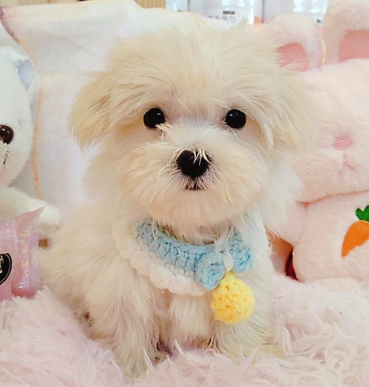 Maltese 马尔济斯