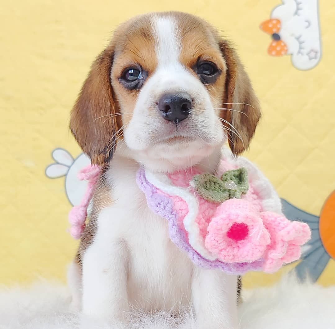 Beagle 米格鲁