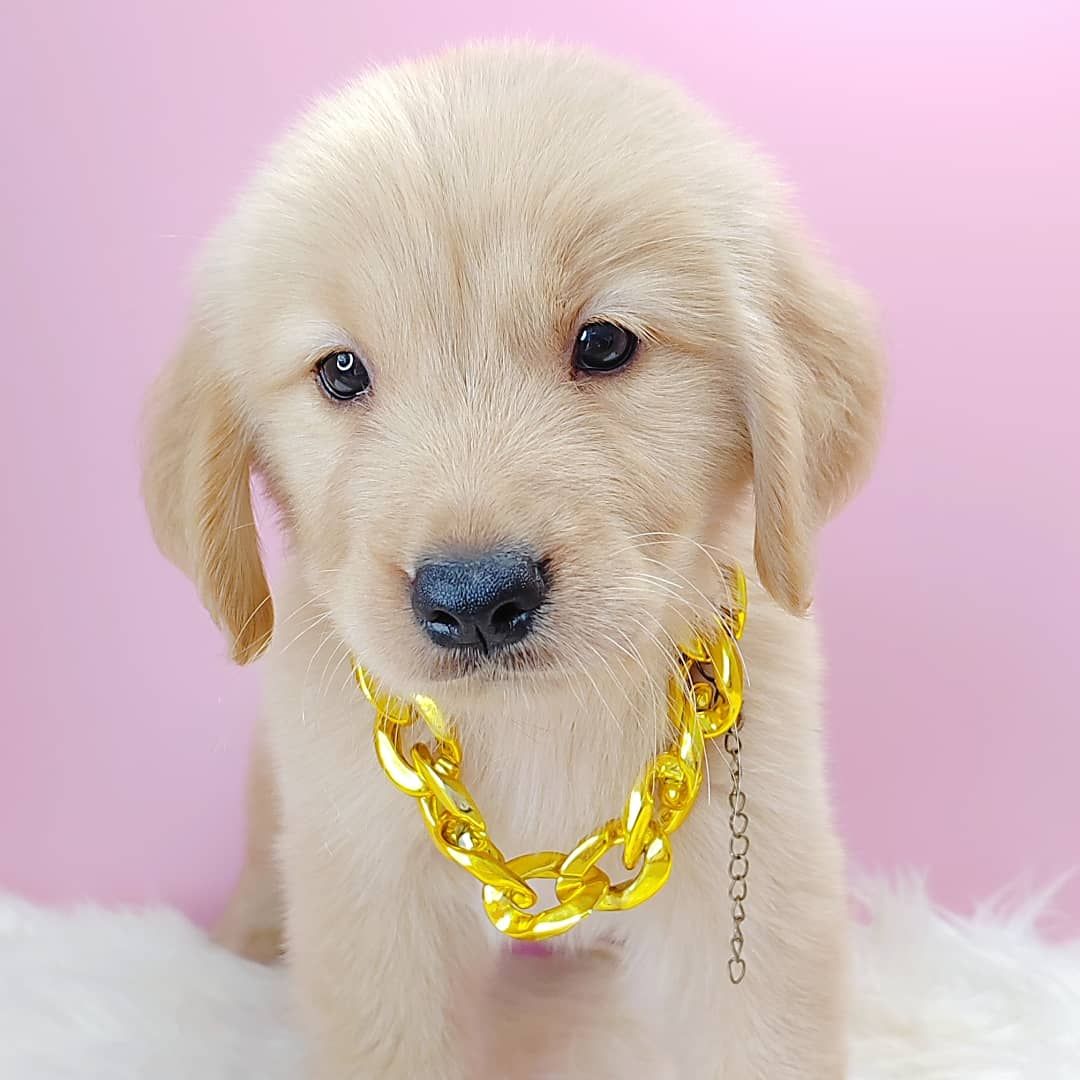 Golden Retriever 黄金猎犬