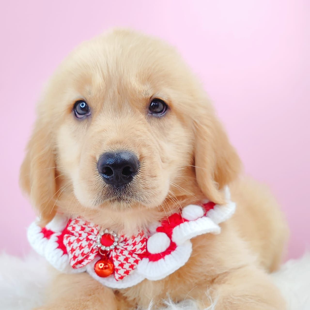 Golden Retriever 黄金猎犬