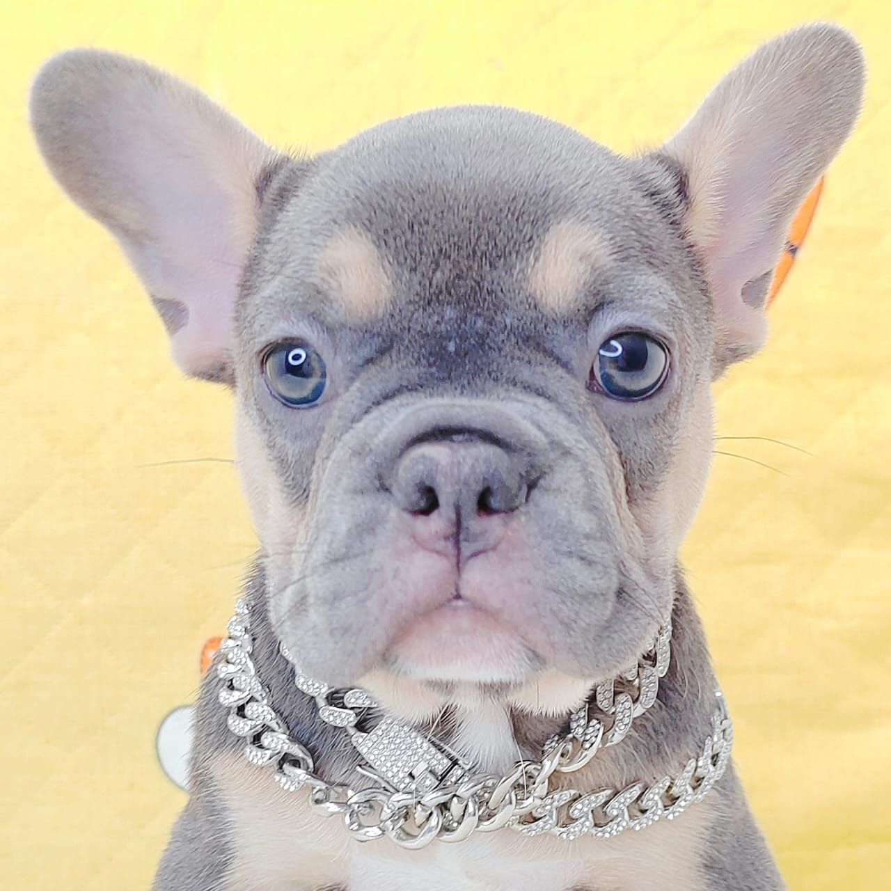 French Bulldog 法斗