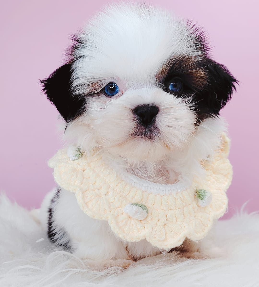 Shih Tzu 西施