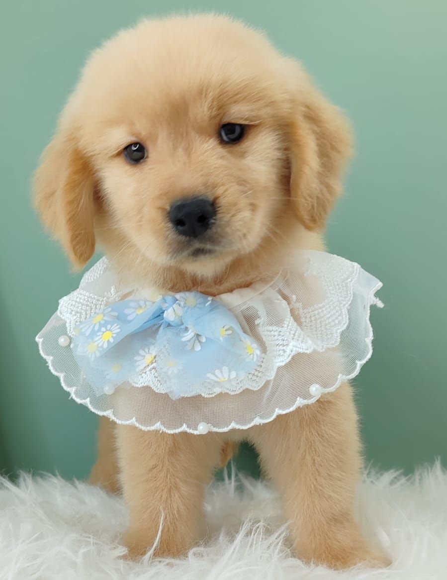 Golden Retriever 黄金猎犬