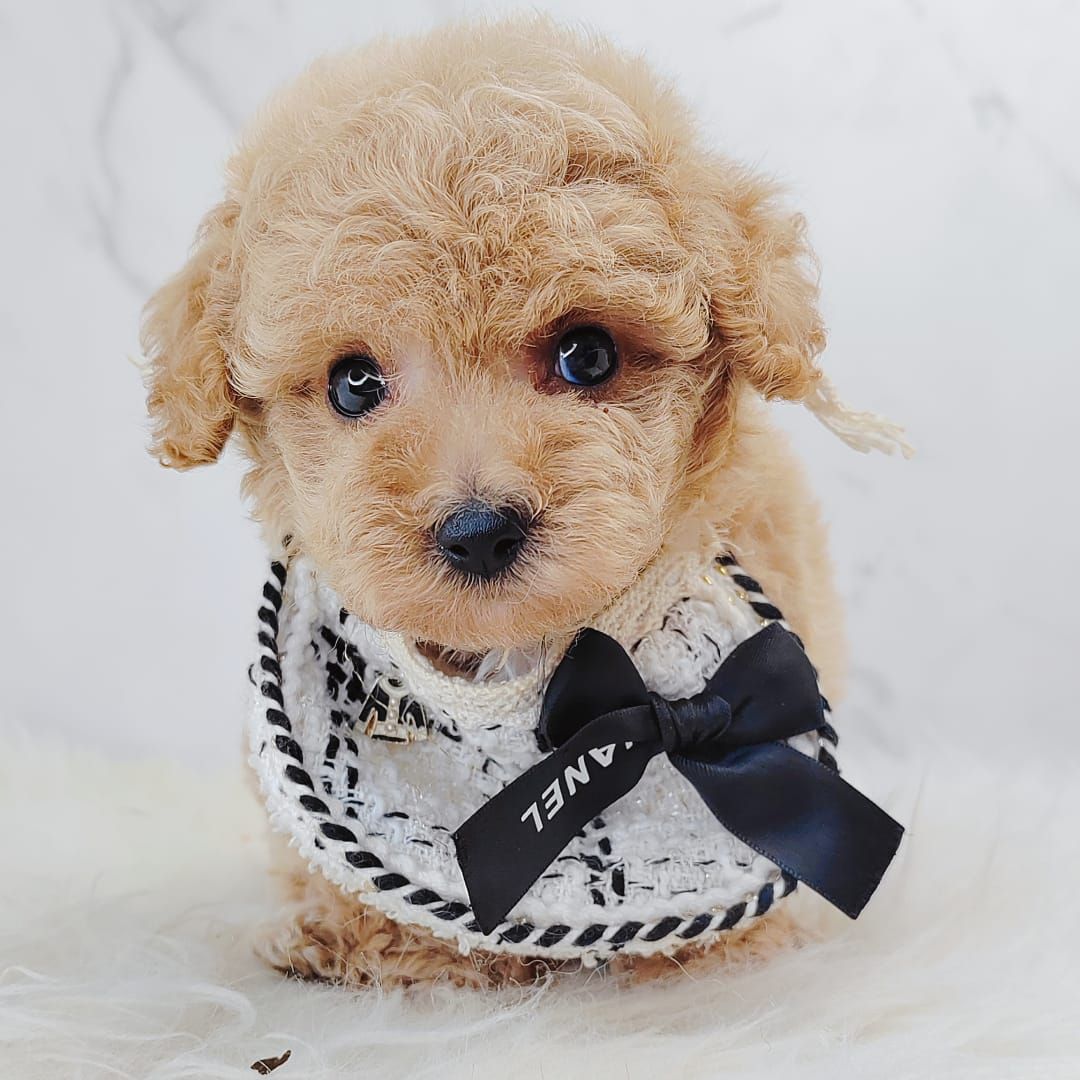 Poodle 璐靛娉拌开