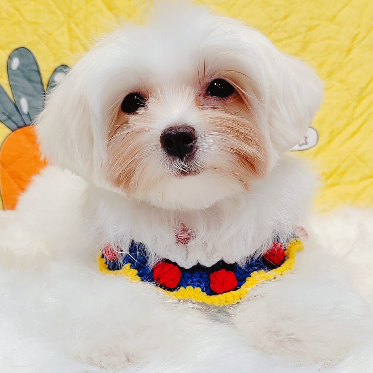 Maltese 马尔济斯