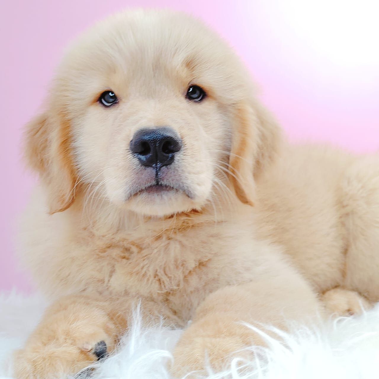 Golden Retriever 黄金猎犬