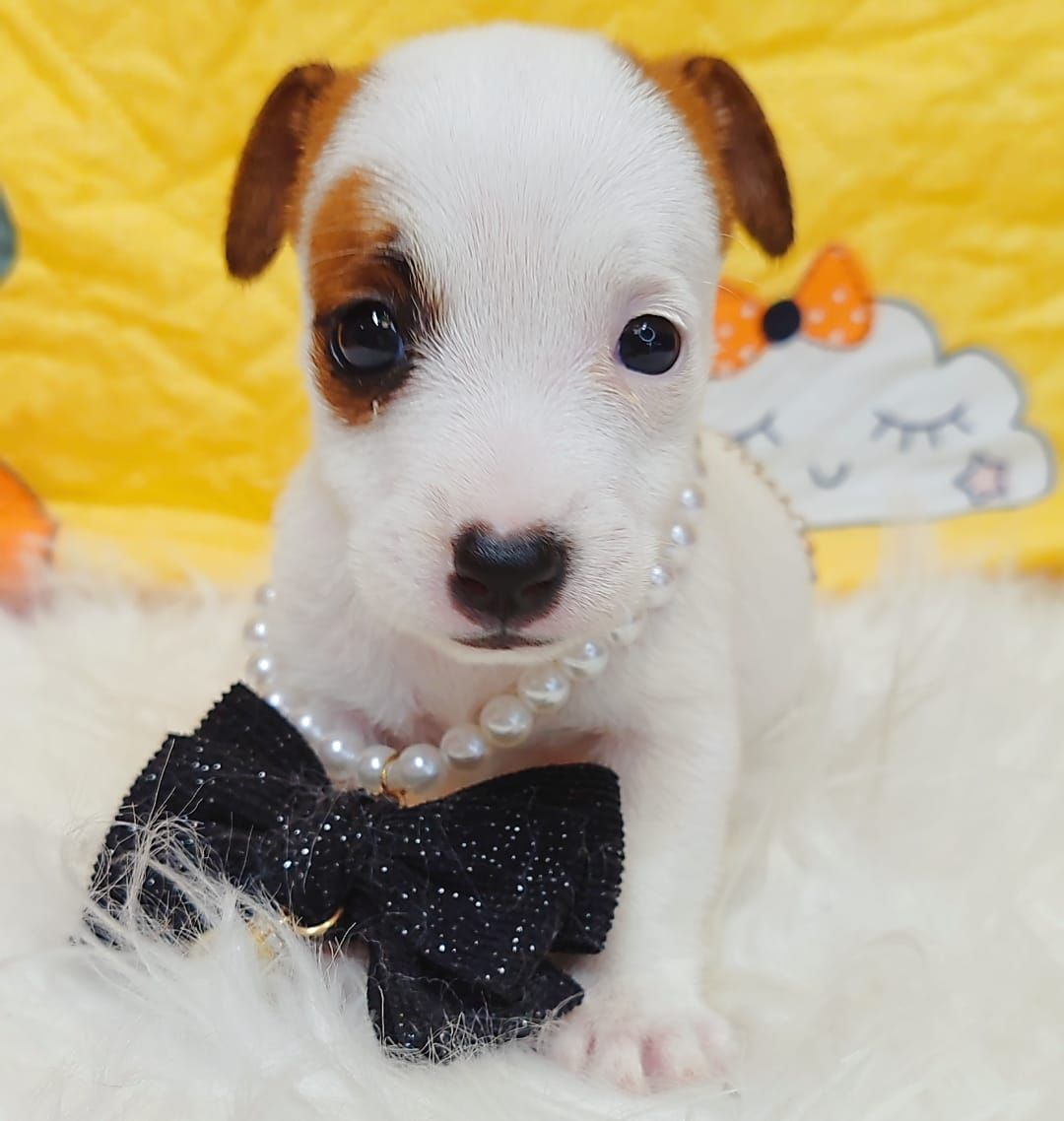 Jack Russell Terrier 杰克罗素梗